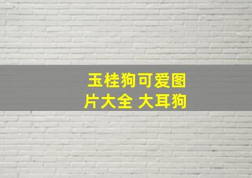 玉桂狗可爱图片大全 大耳狗